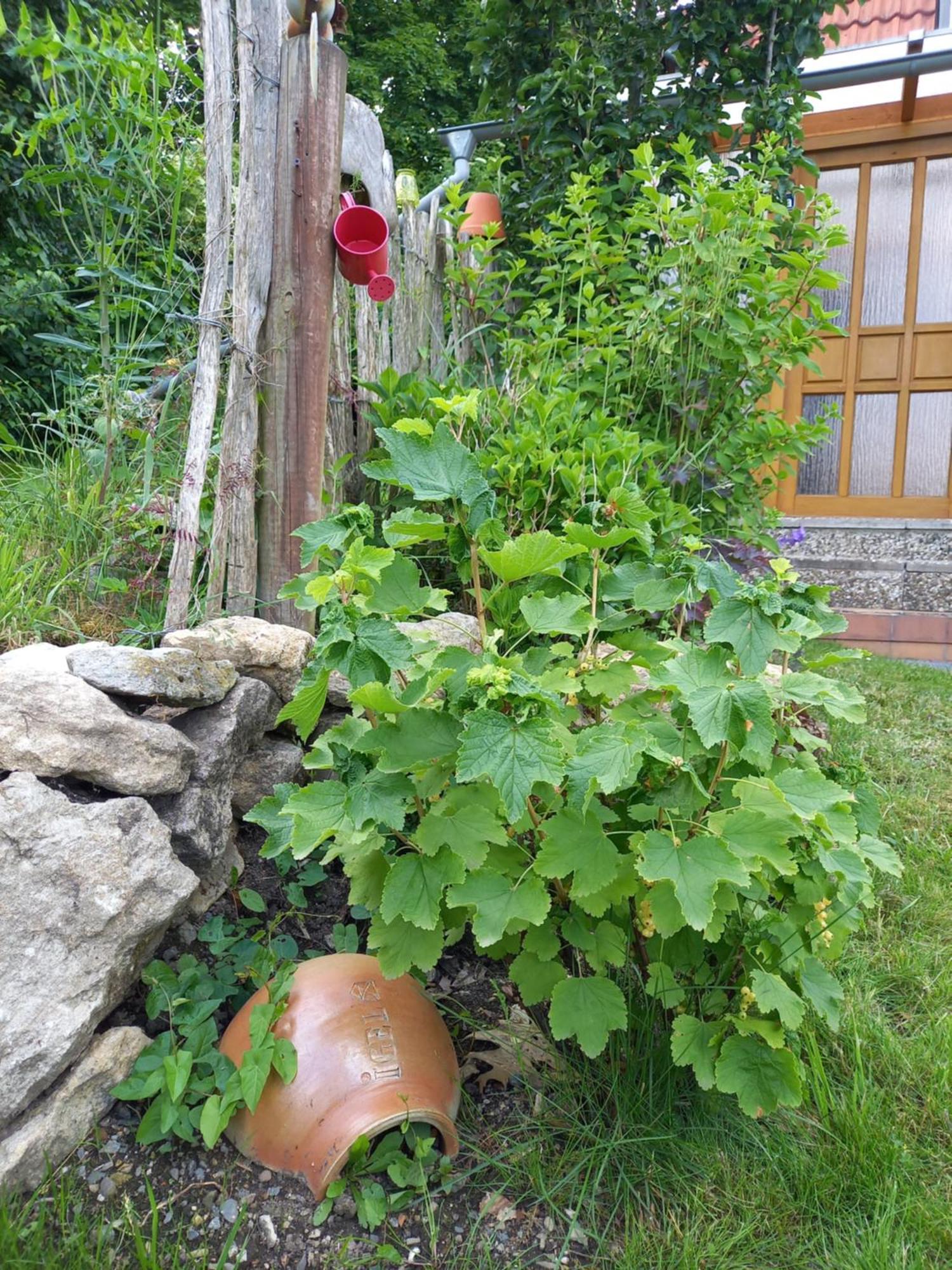 Elfenhaeuschen Mit 3 Dtv Sternen Ausgezeichnet Villa Bad Harzburg Dış mekan fotoğraf