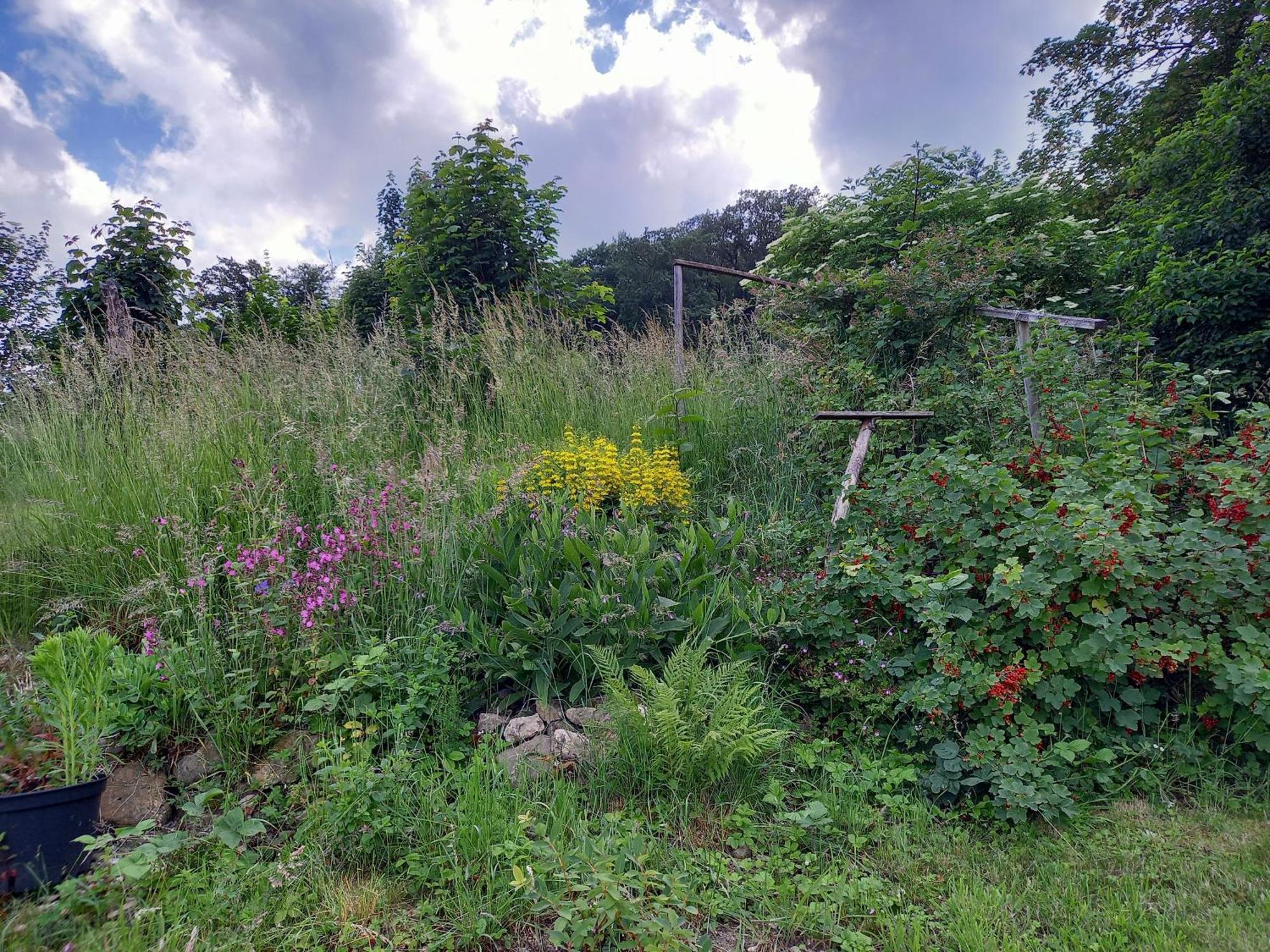 Elfenhaeuschen Mit 3 Dtv Sternen Ausgezeichnet Villa Bad Harzburg Dış mekan fotoğraf